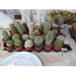Tray containing approx 20 mixed size cacti plants