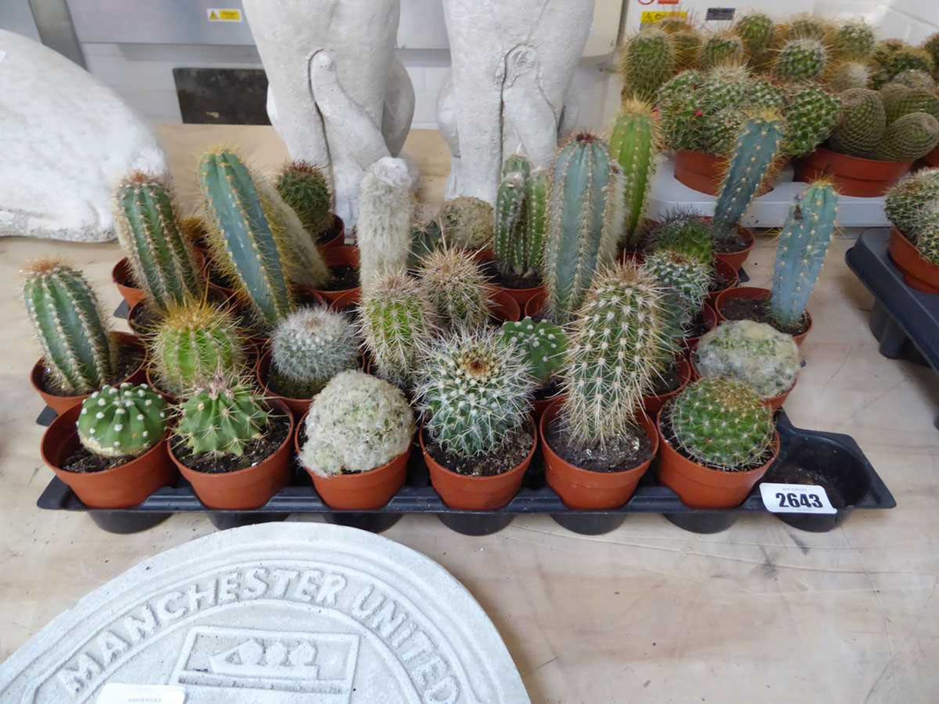 Tray containing approx 20 mixed size cacti plants