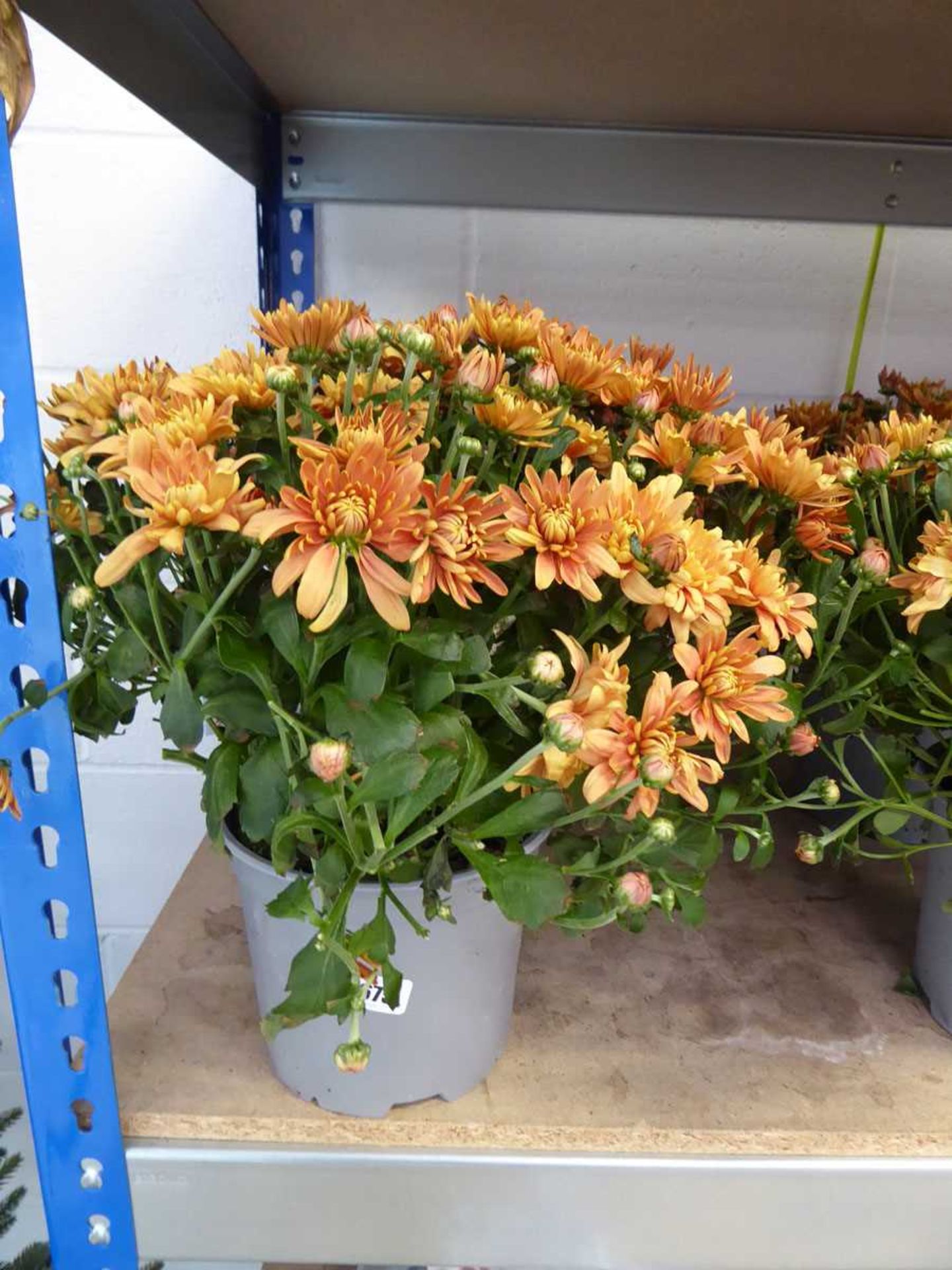 Pair of potted gold flowering chrysanthemums