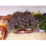 Tray containing 8 pots of Heather