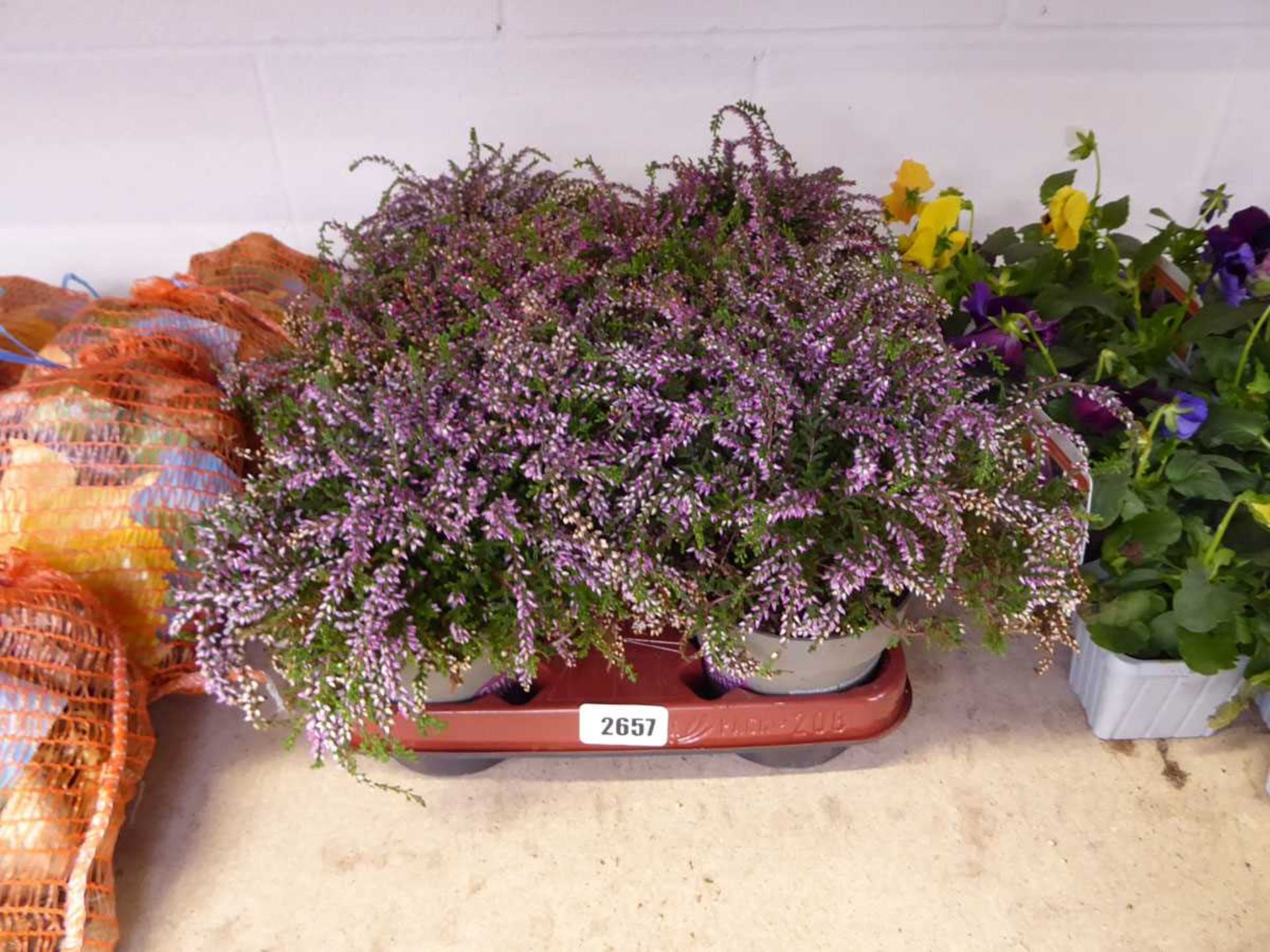 Tray containing 8 pots of Heather