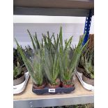 Tray containing 12 pots of aloe vera plants