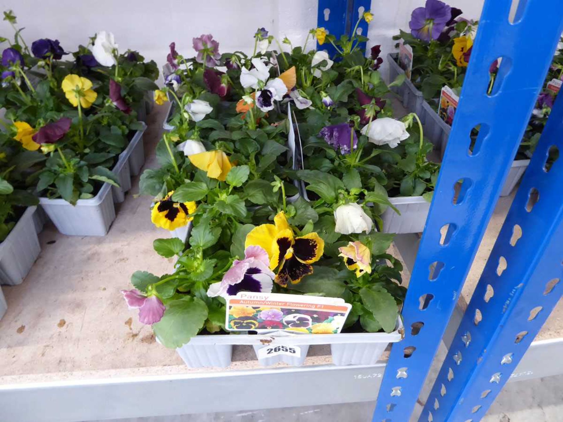 5 trays of autumn/winter flowering pansies