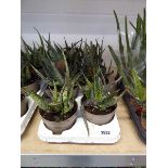 Large tray containing 8 potted aloe vera plants