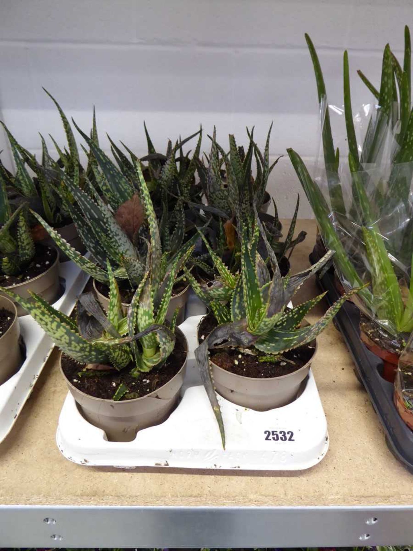 Large tray containing 8 potted aloe vera plants