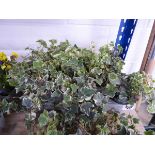 Tray containing 8 pots of ivy