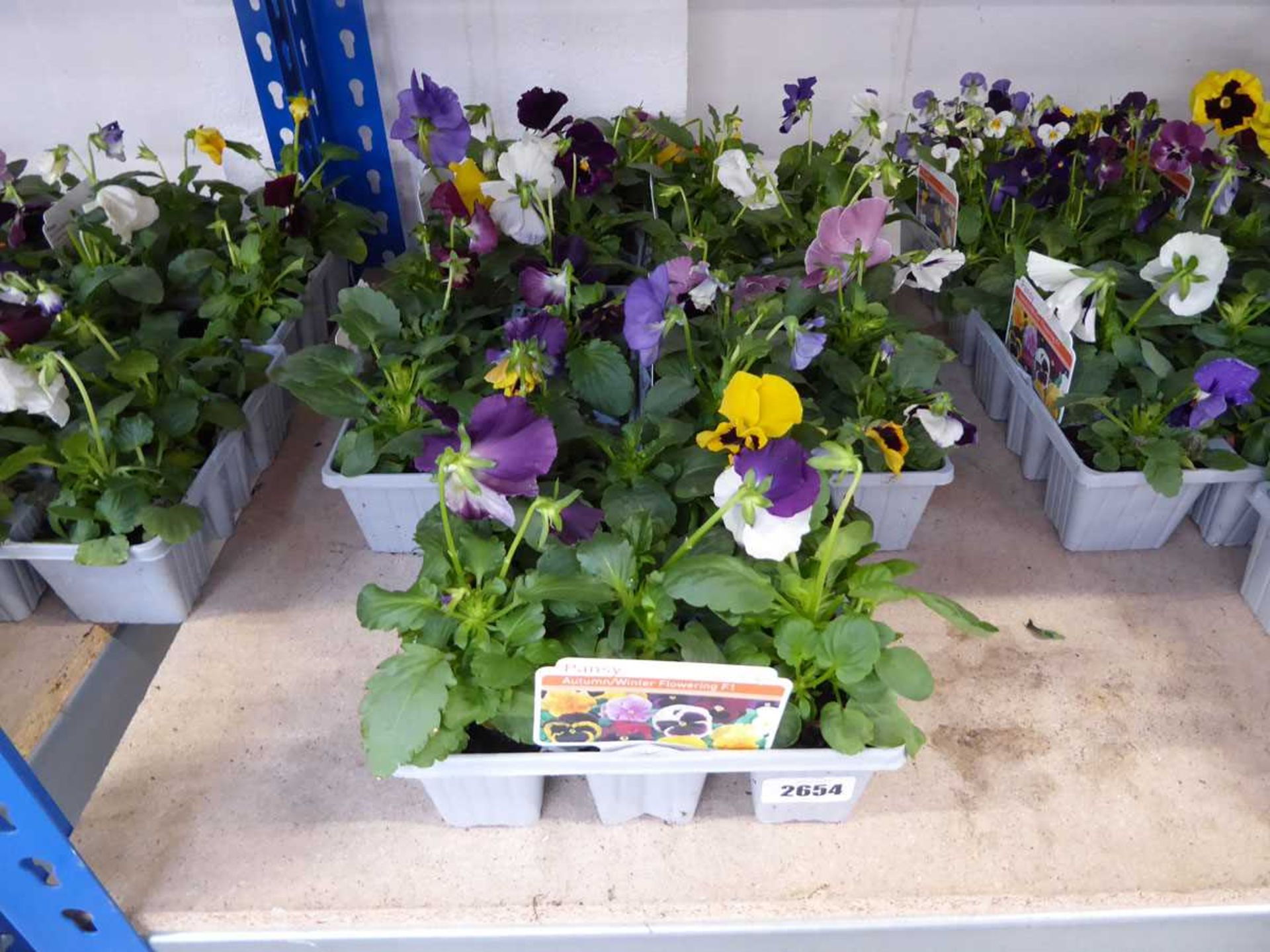 5 trays of autumn/winter flowering pansies