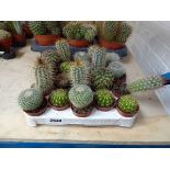 Tray containing approx 20 small cacti plants