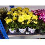 Tray containing 6 potted yellow flowering chrysanthemums