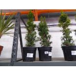 Pair of potted Taxus Baccata Standishii