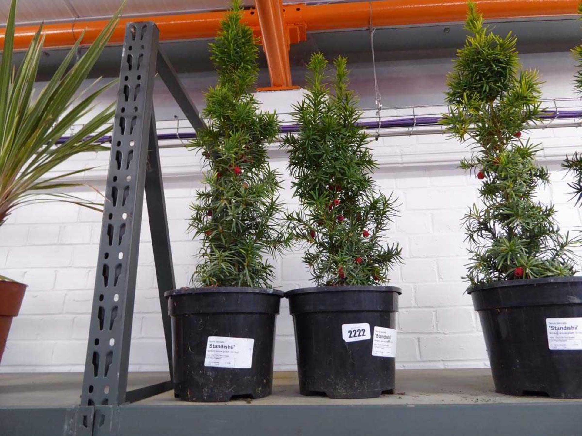 Pair of potted Taxus Baccata Standishii