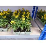 5 trays of sugar rush yellow wall flowers