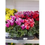 Large tray containing 8 potted cyclamen