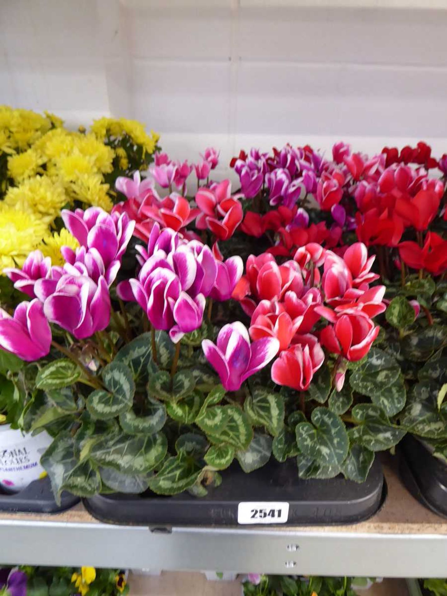 Large tray containing 8 potted cyclamen