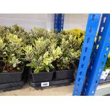 Tray containing 8 potted Hebes