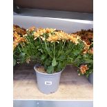 Pair of potted gold flowering chrysanthemums