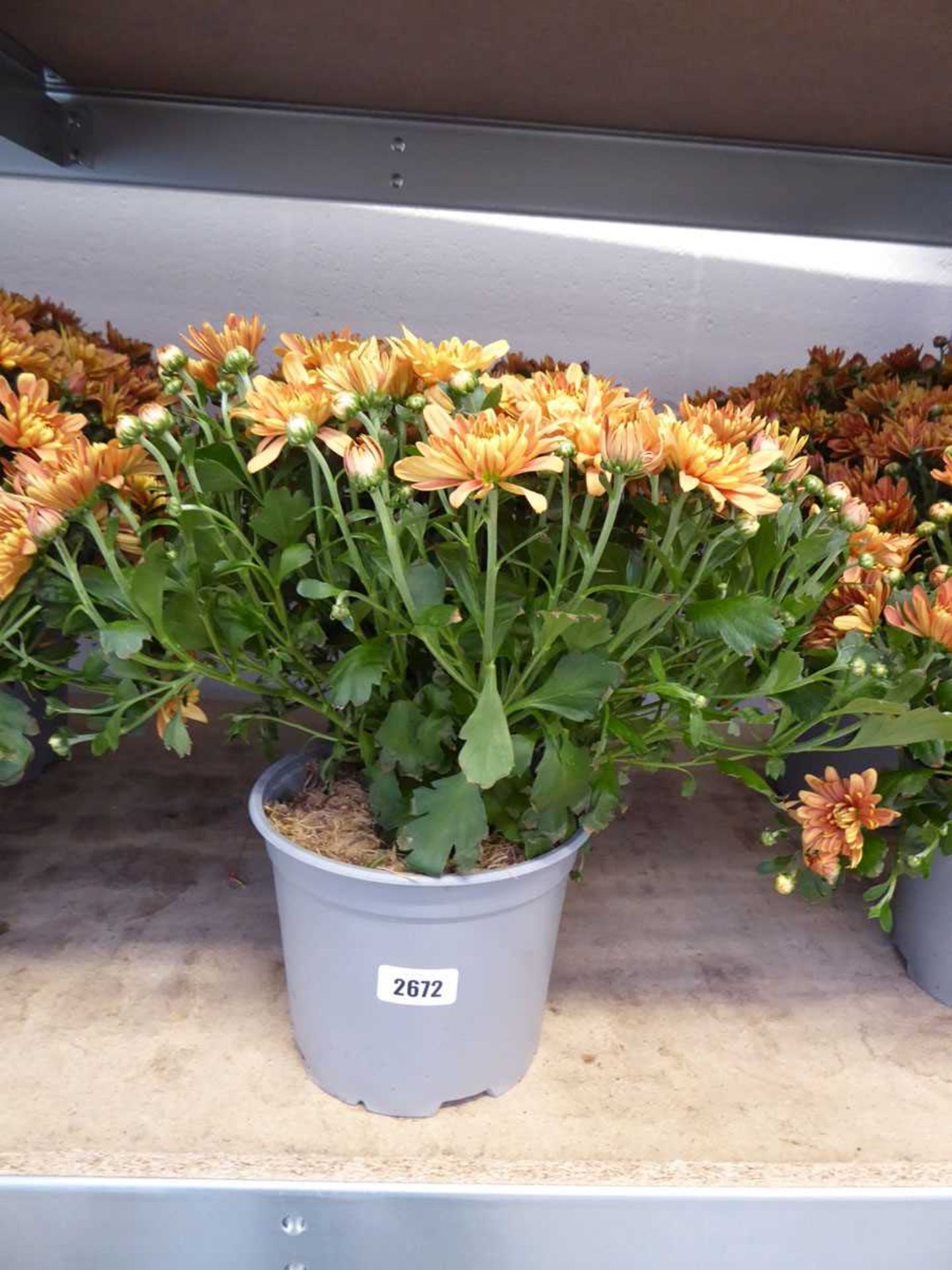 Pair of potted gold flowering chrysanthemums