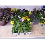 5 trays of autumn/winter flowering pansies