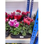 Large tray containing 8 potted cyclamen