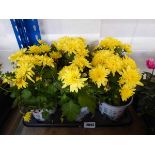 Tray containing 6 potted yellow flowering chrysanthemums