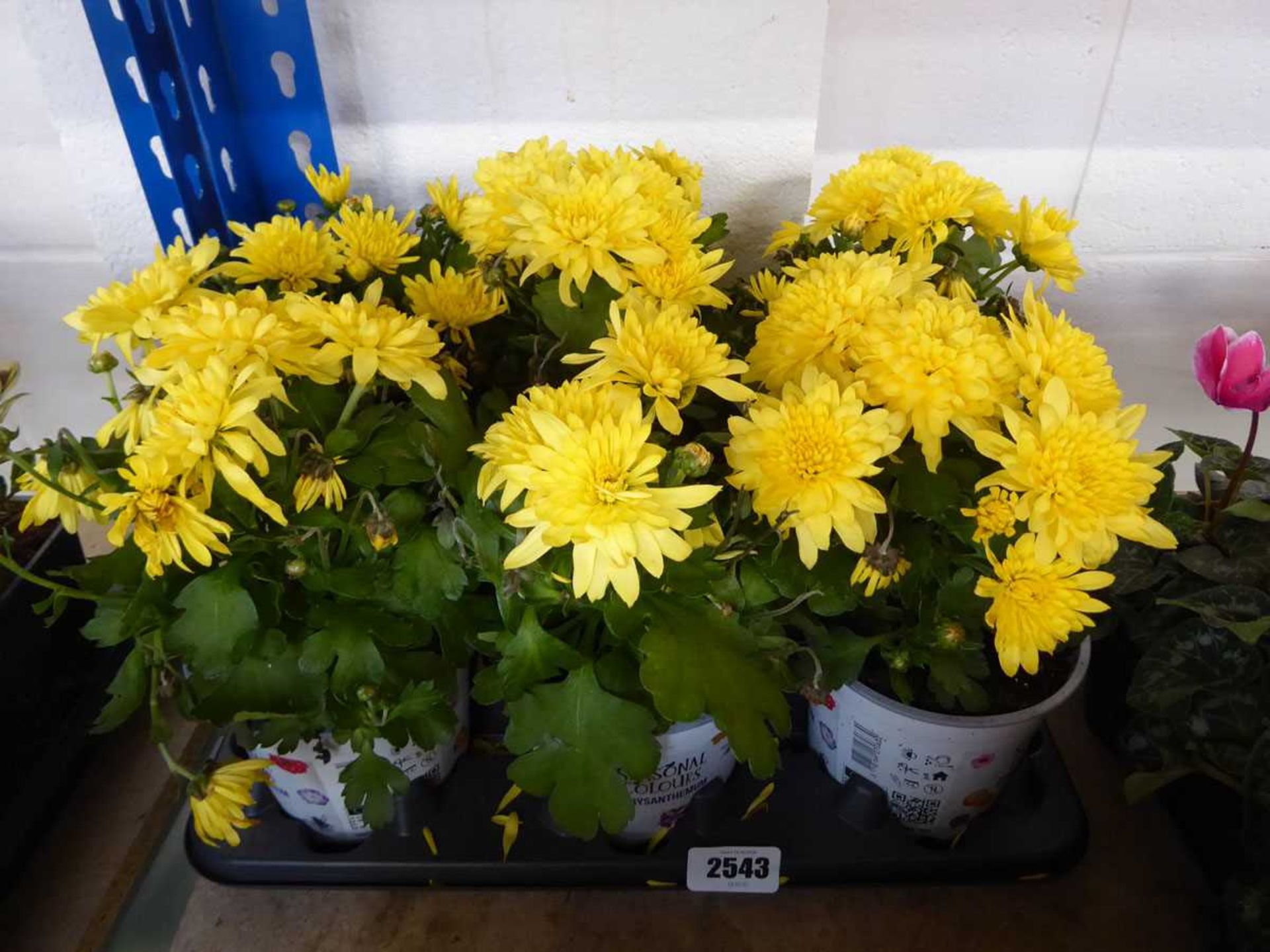Tray containing 6 potted yellow flowering chrysanthemums