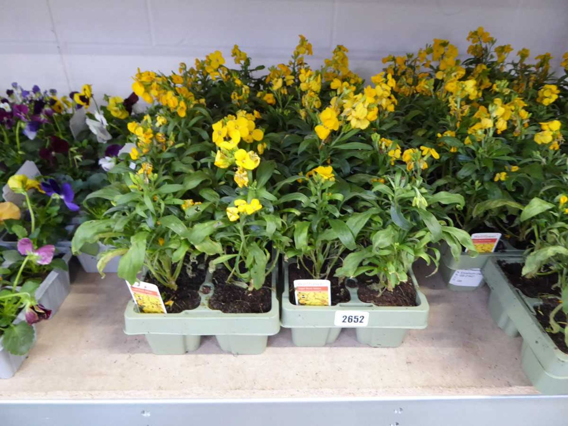 4 trays of sugar rush yellow wall flowers