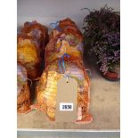 4 1kg nets of large cut early variety corona bright yellow jedna daffodils