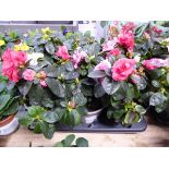 Large tray containing 6 potted rhododendrons