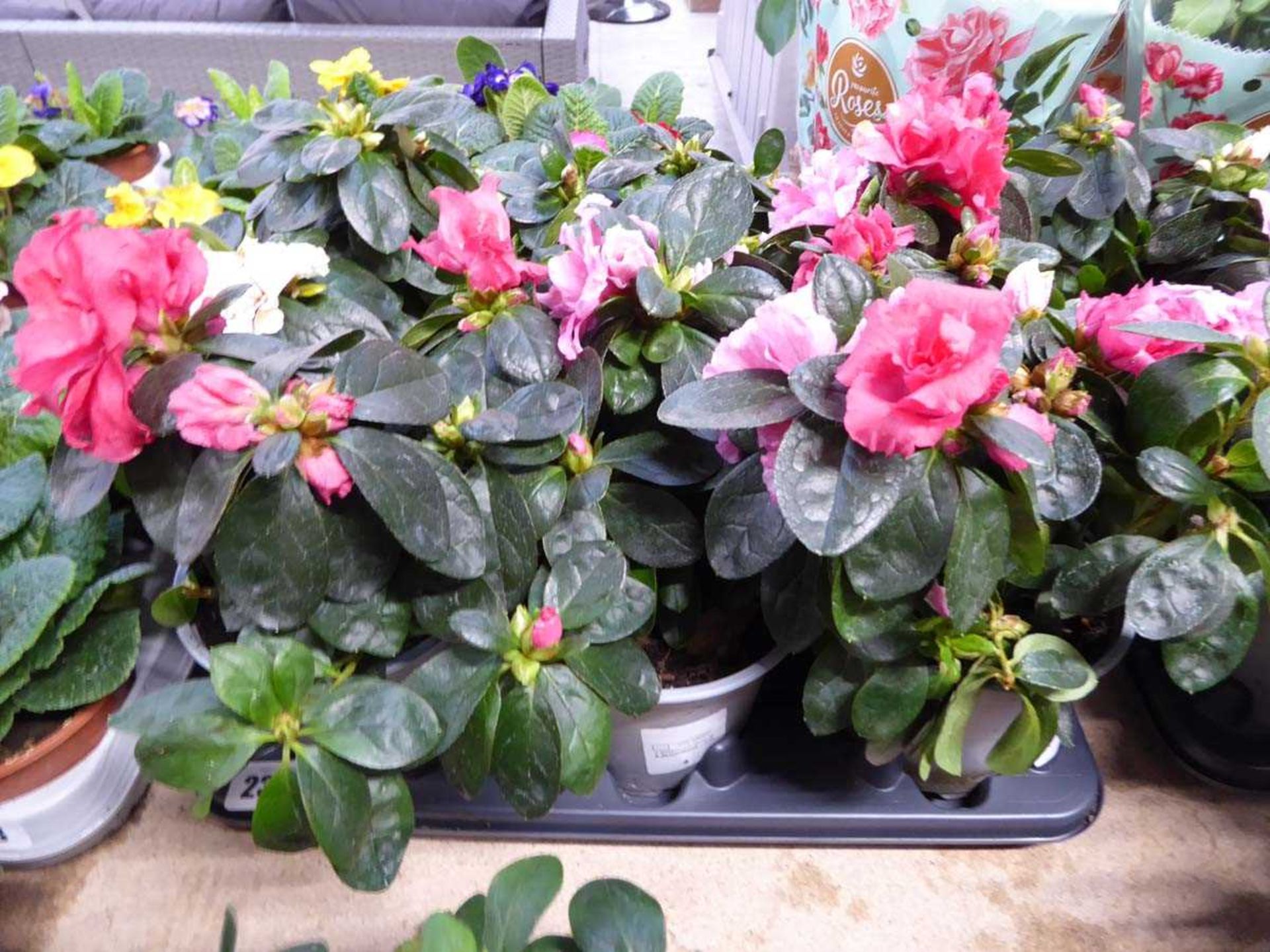 Large tray containing 6 potted rhododendrons