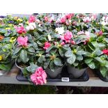 Large tray containing 6 potted rhododendrons