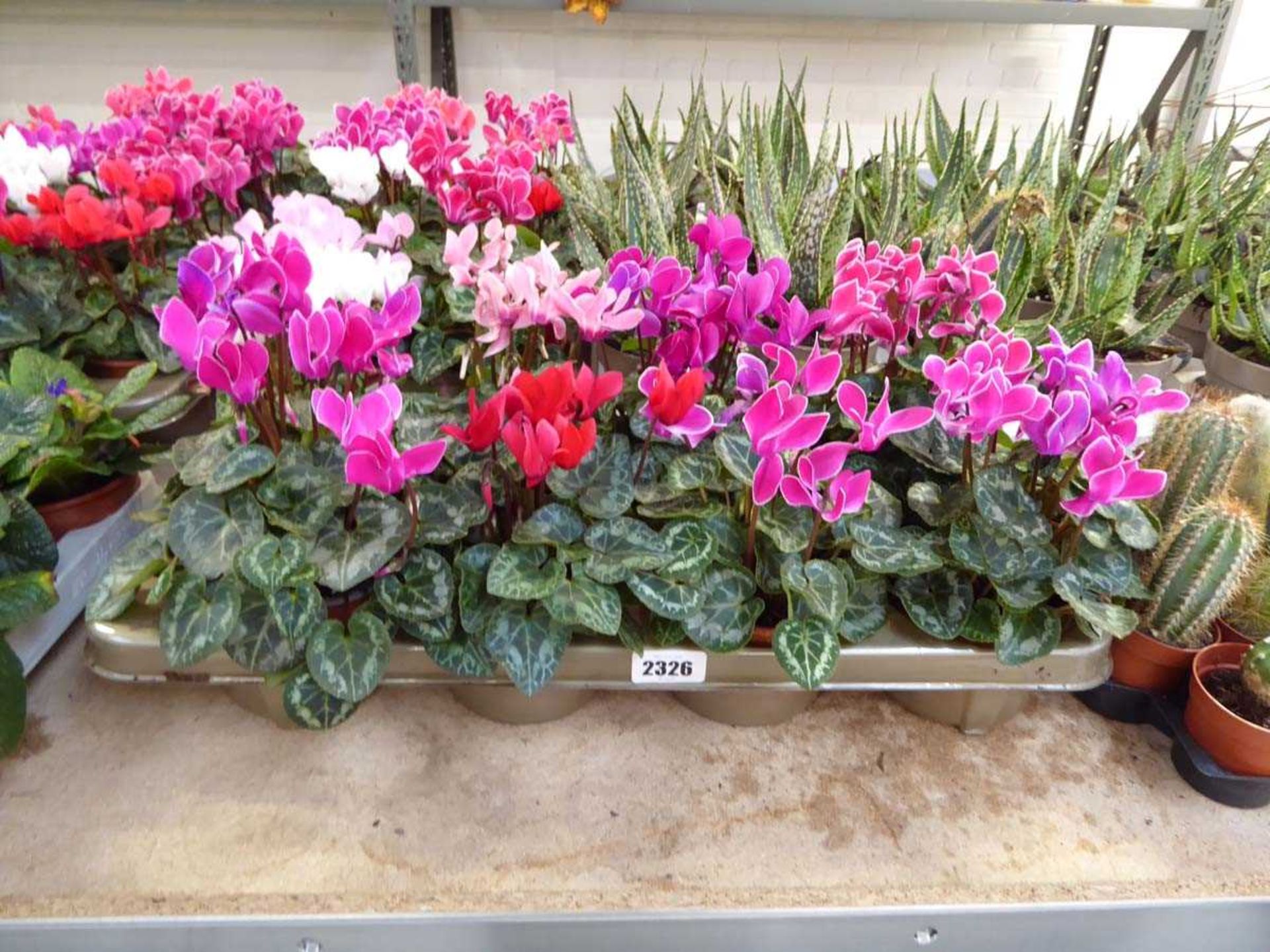 Large tray containing 8 large potted cyclamen