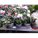 Large tray containing 6 potted rhododendrons