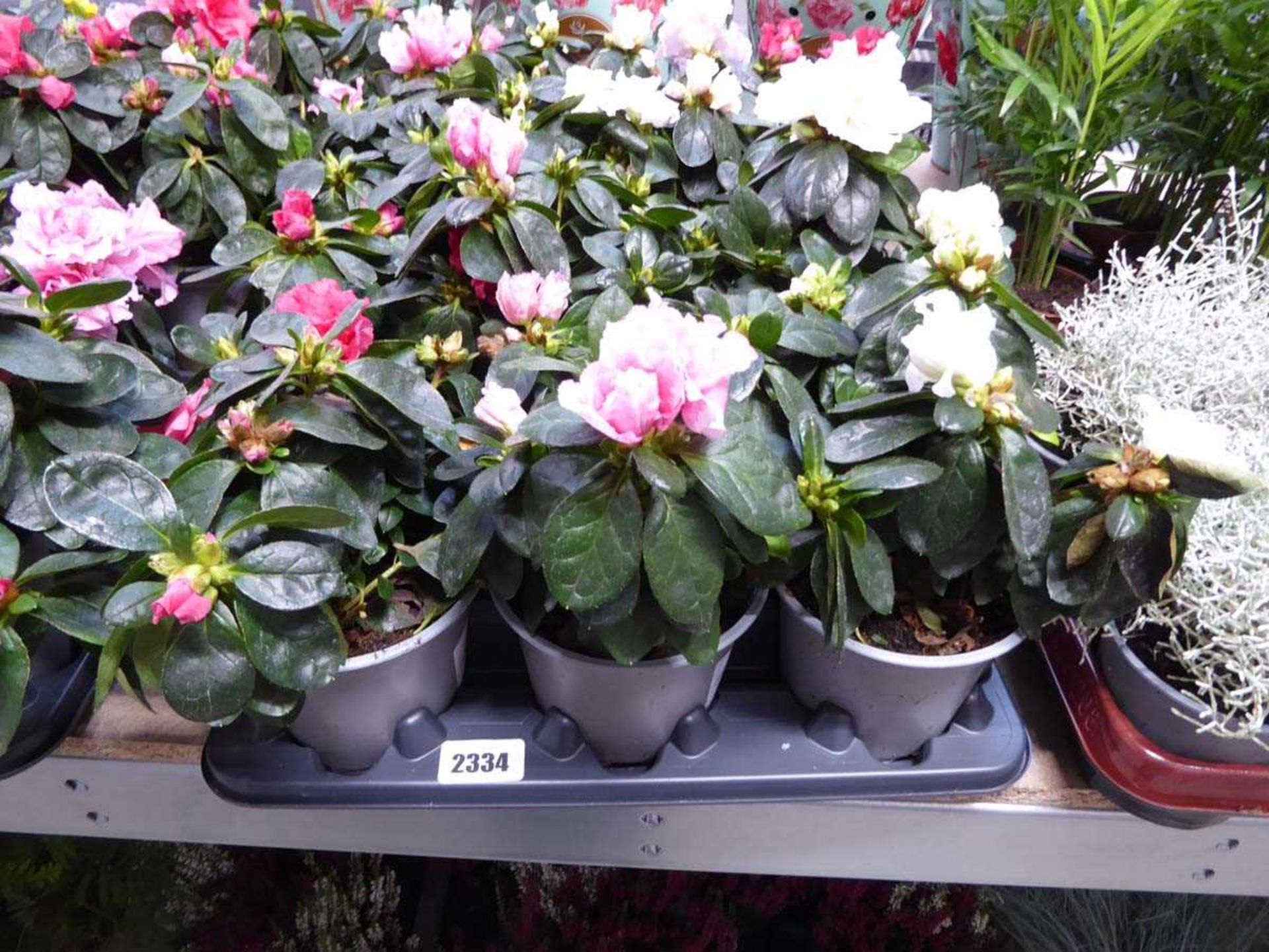 Large tray containing 6 potted rhododendrons
