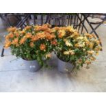 Pair of gold flowering chrysanthemums