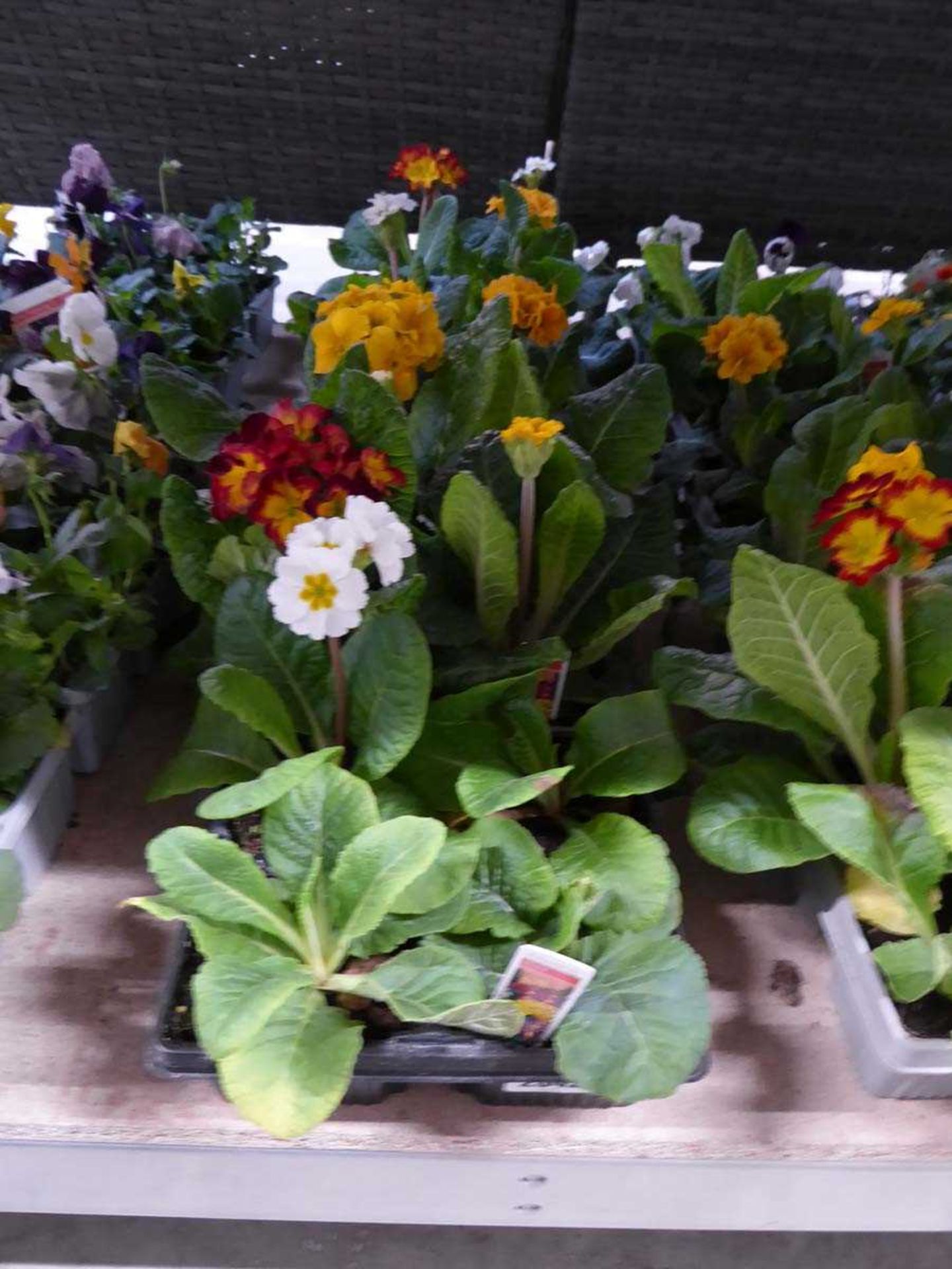 5 trays of polyanthus