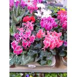 Large tray containing 8 large potted cyclamen