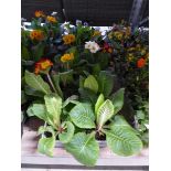 4 trays of polyanthus with tray of autumn/ winter pansies