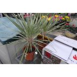 Pair of potted cordylines