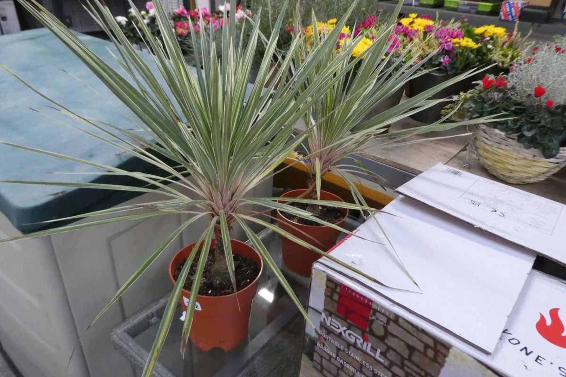 Pair of potted cordylines