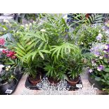 Tray containing 7 potted indoor ferns
