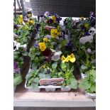 5 trays of autumn/ winter pansies