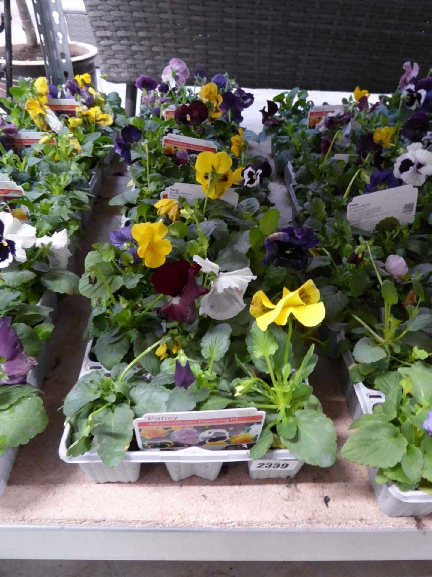 5 trays of autumn/ winter pansies