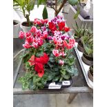 Tray containing 8 large potted cyclamen