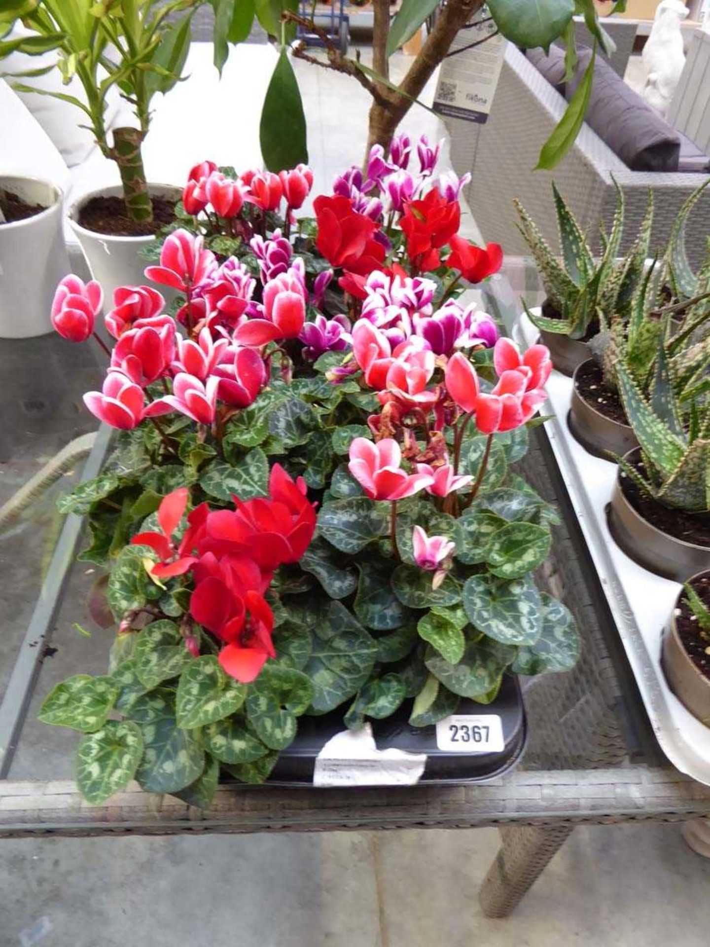 Tray containing 8 large potted cyclamen