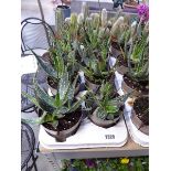 Tray containing 8 potted aloe vera