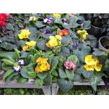 Large tray containing 11 potted primroses