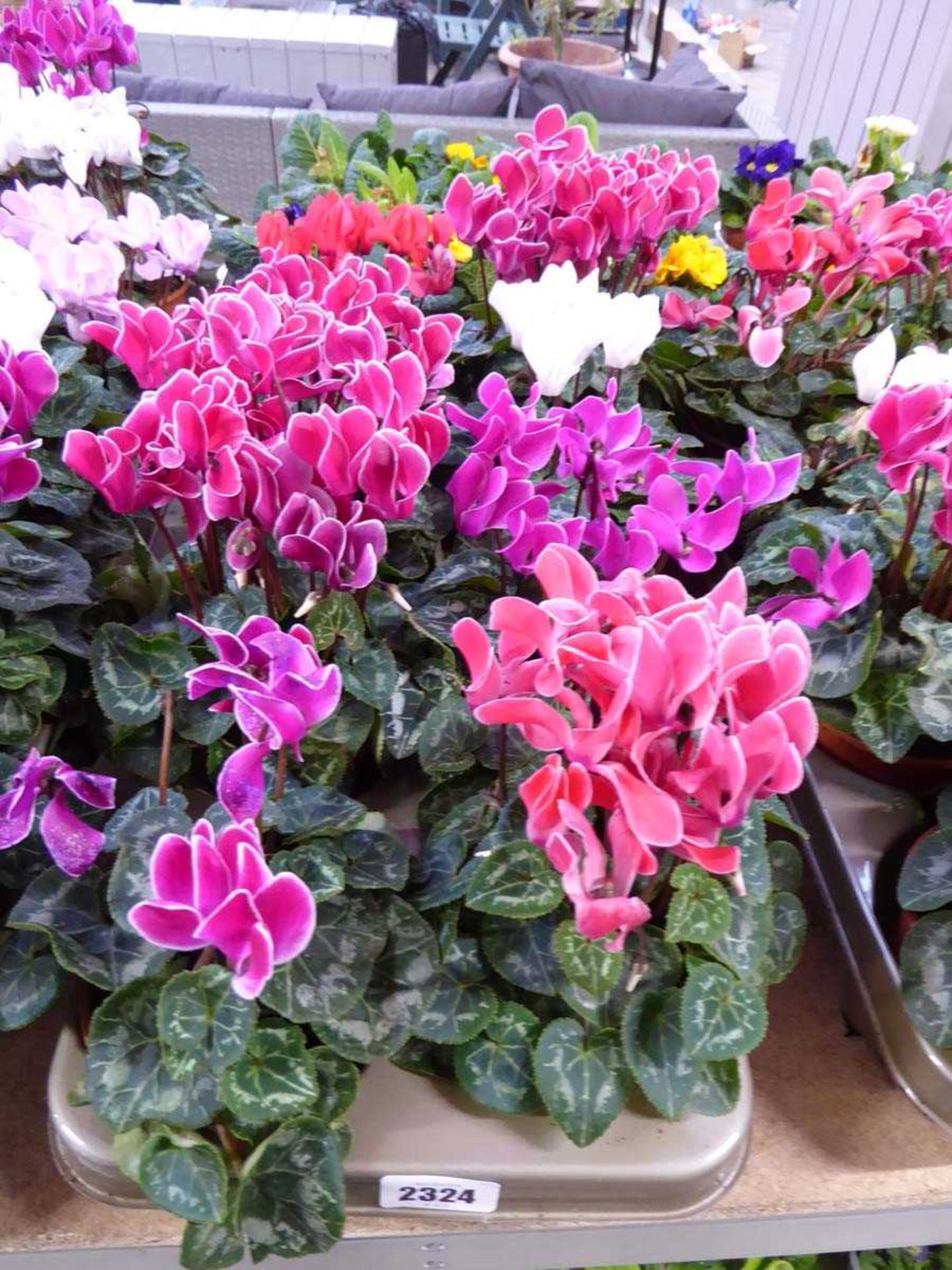 Large tray containing 8 large potted cyclamen