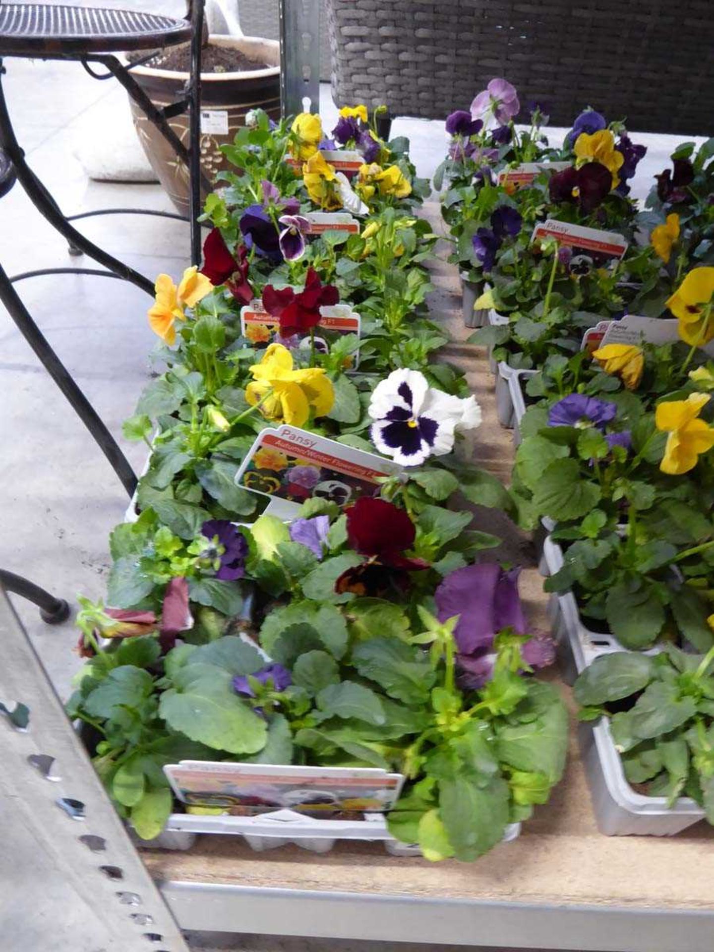 5 trays of autumn/ winter pansies