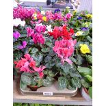 Large tray containing 8 large potted cyclamen