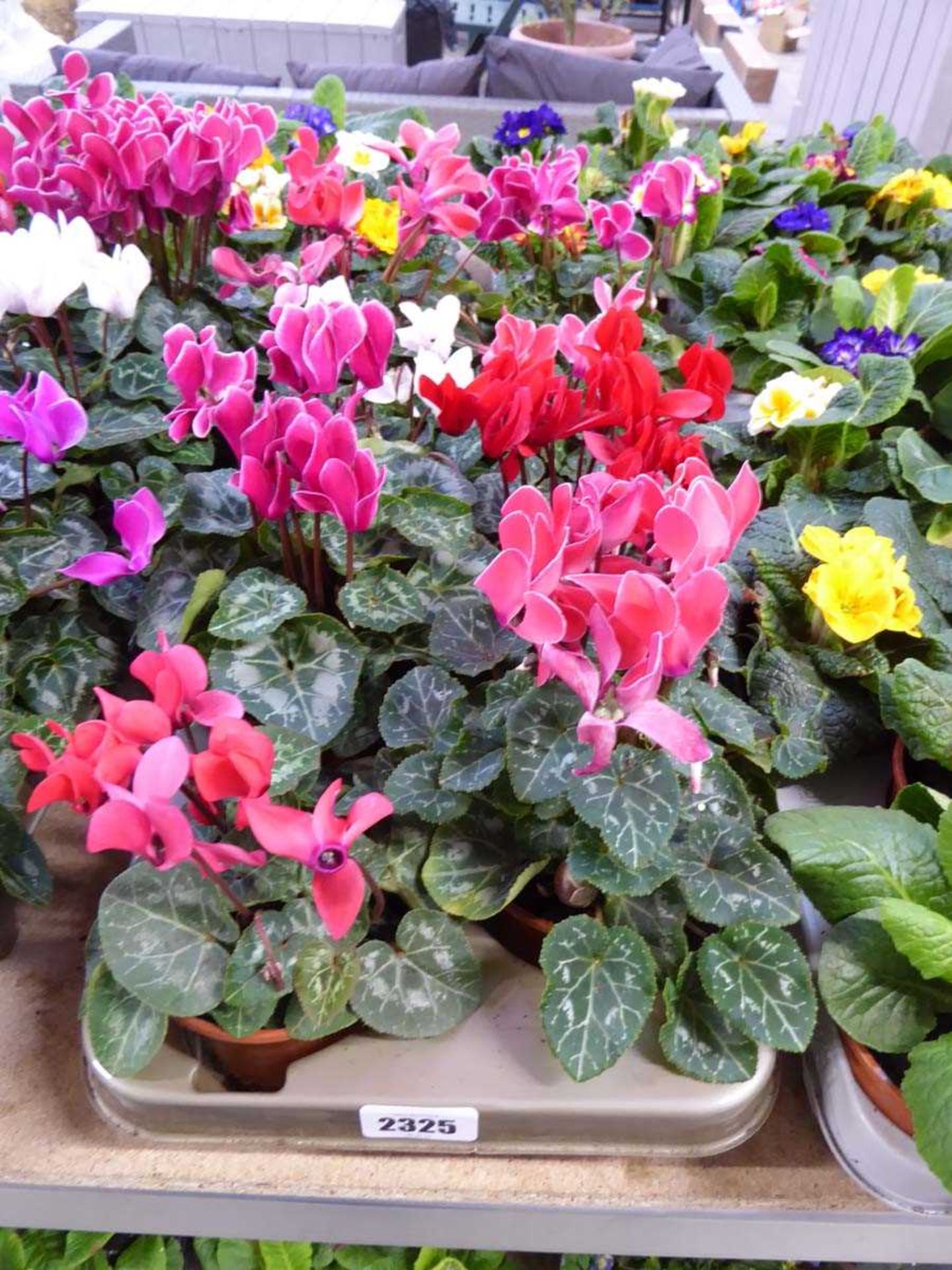 Large tray containing 8 large potted cyclamen